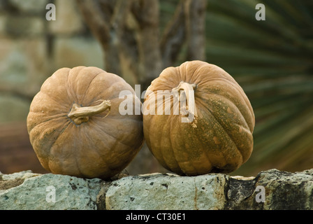 Cucurbita pepo, Squash Foto Stock