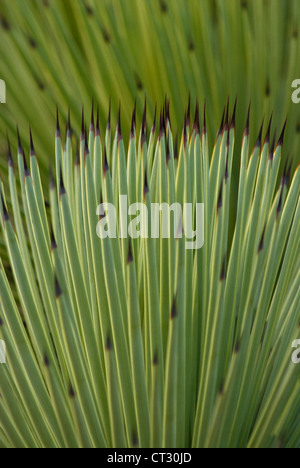 Agave stricta, Agave Foto Stock