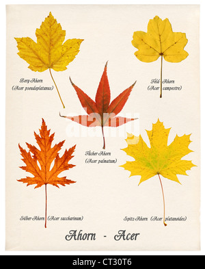 Collage con vari colori d'autunno le foglie degli alberi di acero sulla vecchia carta Foto Stock