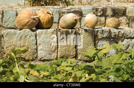 Cucurbita pepo, Squash Foto Stock