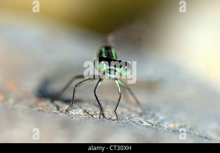Macro di testa a forma di libellula anteriore sfondo sfocato Foto Stock