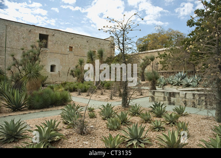 Agave Foto Stock