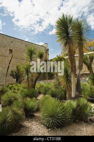 Agave stricta, Agave Foto Stock