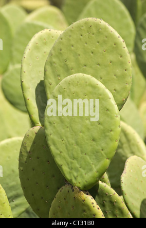 L' Opuntia, ficodindia cactus Foto Stock