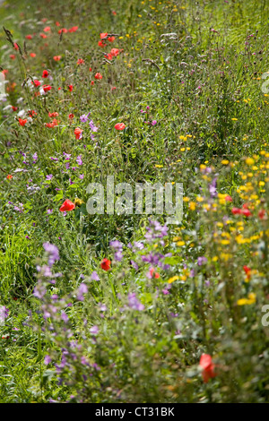 Strada orlo. Papaveri,il papavero & altri inglesi fiori selvatici su strada nelle zone rurali a Norfolk,UK. Foto Stock