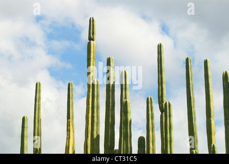 Pachycereus Marginatus, cactus, messicano palo da recinzione di cactus Foto Stock