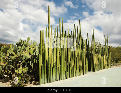 Pachycereus Marginatus, cactus, Altezza montante Mexican palo da recinzione di cactus di fronte ficodindia cactus, Opuntia palmadora. Foto Stock