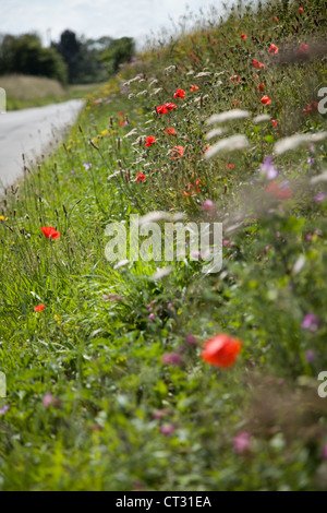 Strada orlo. Papaveri,il papavero & altri inglesi fiori selvatici su strada nelle zone rurali a Norfolk,UK. Foto Stock