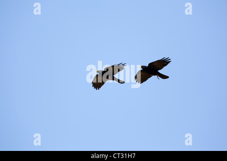 Gracchi alpini ;Pyrrhocorax graculus; in volo; Spagna Foto Stock