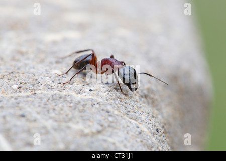 Ant su roccia; close up; Spagna Foto Stock