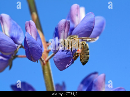 Ape su lupino azzurro Foto Stock