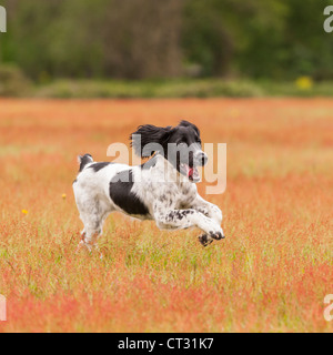 Un English Springer Spaniel pistola di lavoro di deformazione del cane in esecuzione in un campo Foto Stock