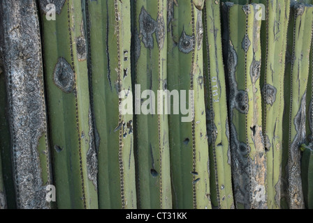 Pachycereus Marginatus, cactus, messicano palo da recinzione di cactus Foto Stock