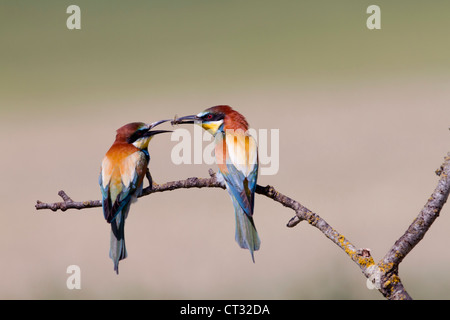 Gruccioni; Merops apiaster; Spagna; passando il cibo Foto Stock