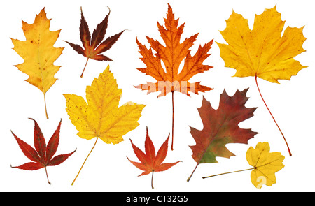 Rosso e Giallo autunno foglie di acero e alberi di quercia Foto Stock