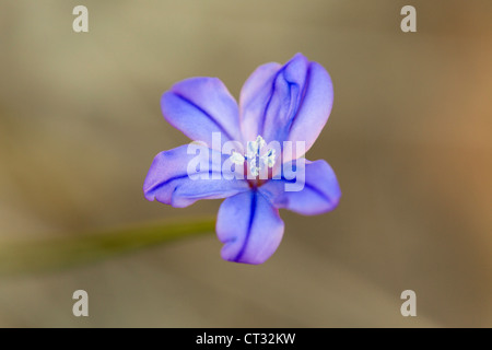 Blue Grass Lily; Aphyllanthes monspeliensis; Pirenei; Spagna Foto Stock