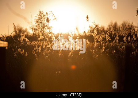 Reedbed tramonto, Wildfowl & Wetlands Trust, Barnes Londra Foto Stock