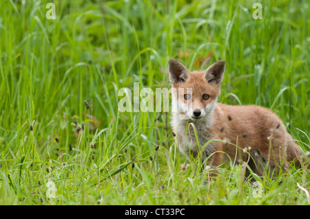 Red Fox cub emergenti da den in erba lunga, Hertfordshire, Regno Unito Foto Stock