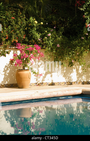 Bougainvillea Foto Stock