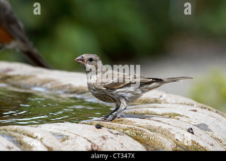 Una femmina di House Finch, Carpodacus mexicanus, ad un bagno uccelli. Richard DeKorte Park, Lyndhurst, New Jersey, STATI UNITI D'AMERICA Foto Stock