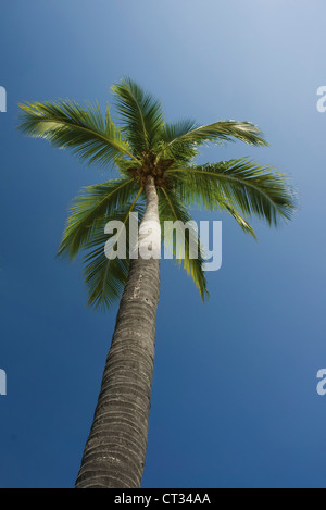 Il Cocos nucifera, la palma da cocco Foto Stock