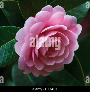 Camellia x williamsii 'Monica Dance", singolo fiore rosa che cresce su un arbusto. Foto Stock