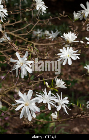 La magnolia in fiore (Magnolia stellata). Arbusto. Coltivate. Foto Stock