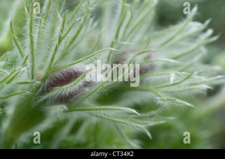 Pulsatilla alpina, "Pasque flower Foto Stock