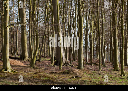 Il faggio (Fagus sylvatica). Plantation su terreno coltivato. Norfolk. L'inverno. Nota mancanza di flora di terra a causa della schermatura da alberi a foglia. Foto Stock