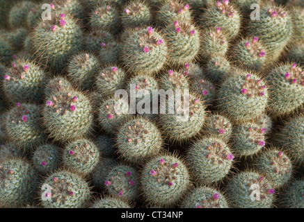 Mammillaria bombycina, cactus, Puntaspilli cactus Foto Stock