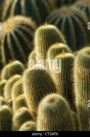 Parodia leninghausii, giallo torre cactus, ammassato in posizione verticale le piante succulente. Foto Stock