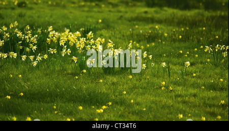 Narcissus pseudonarcissus, Daffodil Foto Stock