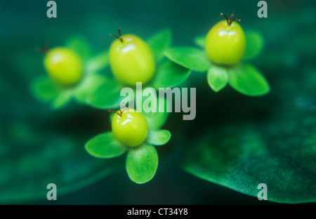 Hypericum androsaemum, Tutsan Foto Stock