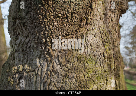 Inglese o Farnia (Quercus robur). Fesse corteccia di un giovane albero maturo, inferiore con bava cresciuto corteccia, top. Foto Stock