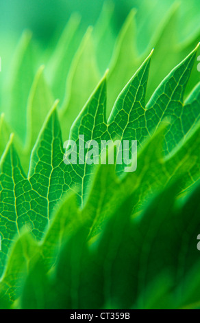 Melianthus major, miele bush Foto Stock