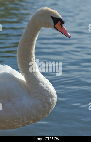 Cigno Cygnus olor. Piumaggio degli adulti. Veduta laterale verticale. Foto Stock