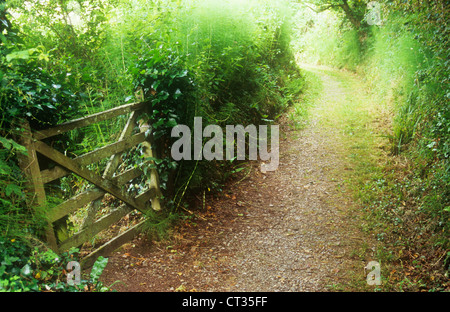 Hedera helix, Edera Foto Stock