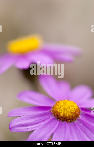 Aster Foto Stock