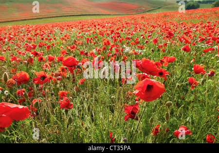 Campo papavero, Papaver rhoeas, campo di papaveri rossi. Foto Stock