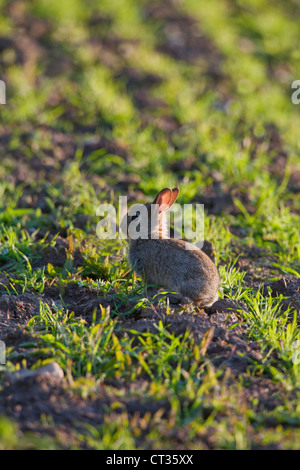 Coniglio giovane (oryctolagus cuniculus). Sul bordo di un seminativi, cereali, campo. Norfolk. Maggio. Luce della Sera. Foto Stock