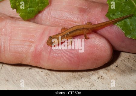 Liscia Lissotriton Tritone (Triturus) vulgarise. Metamorfosati di newt tadpole dall anno precedente, tenuto su un dito inumidito. Trovato accanto ad un laghetto in giardino. Foto Stock