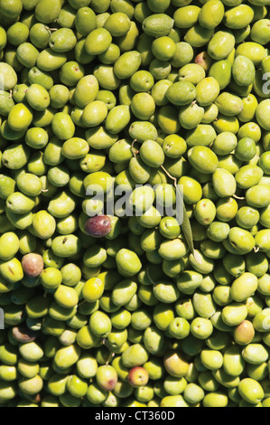 Olea europea, Oliva Foto Stock