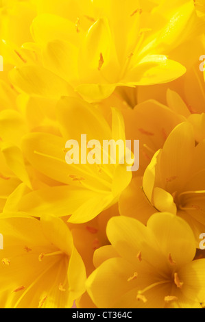 Crocus, Crocus Foto Stock