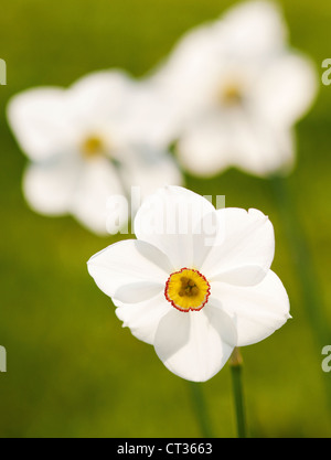 Narcissus poeticus, narcisi Foto Stock