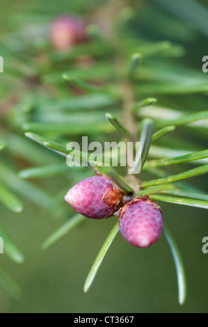 Pinus, Abies, picea, pino, abete, picea, Foto Stock