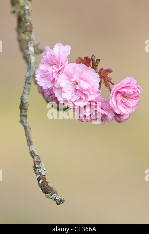 Prunus, Cherry Foto Stock