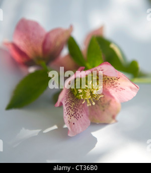 Helleborus orientalis, l'Elleboro Foto Stock