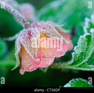 Geum, Avens Foto Stock