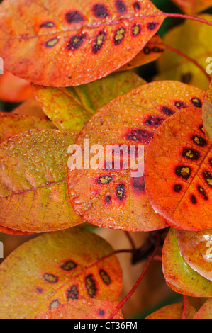 Cotinus coggygria, boccola di fumo Foto Stock