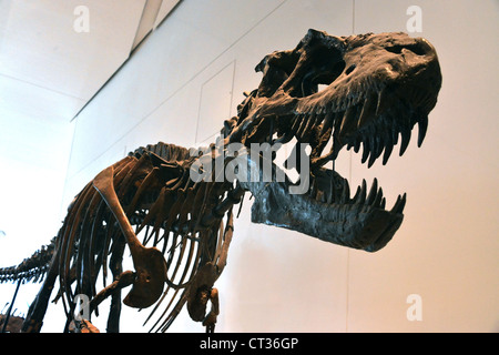 Questa è un immagine del Tyrannosaurus Rex presso il Royal Ontario Museum Foto Stock